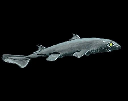 Etmopterus robinsi
