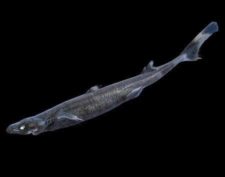Etmopterus schultzi