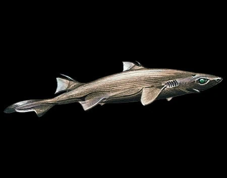 Etmopterus sculptus