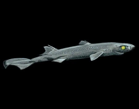 Etmopterus sentosus