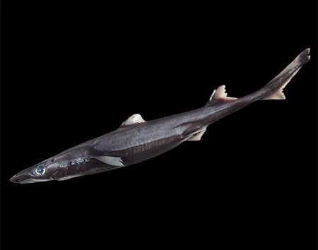 Etmopterus sheikoi