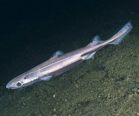 Etmopterus spinax