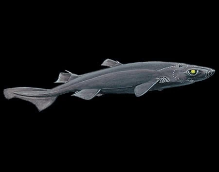 Etmopterus unicolor