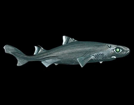 Etmopterus viator