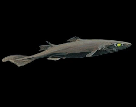 Etmopterus villosus
