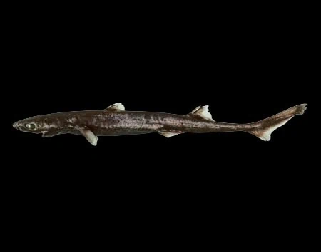 Etmopterus westraliensis