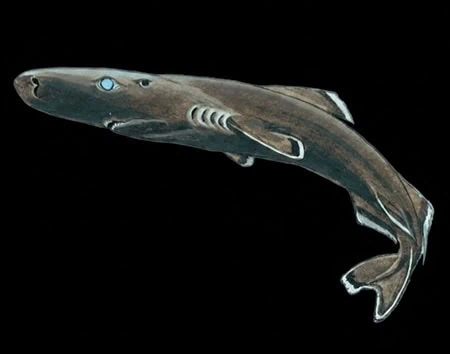 Heteroscymnoides marleyi