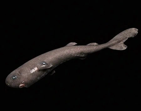 Mollisquama mississippiensis