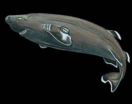 Mollisquama parini