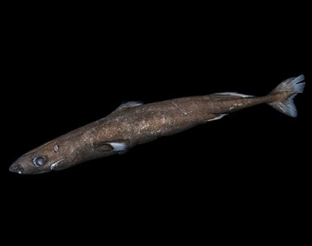 Squaliolus aliae