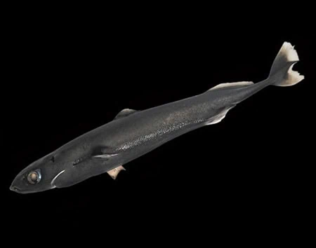 Squaliolus laticaudus