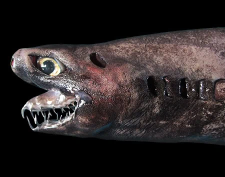 Trigonognathus kabeyai