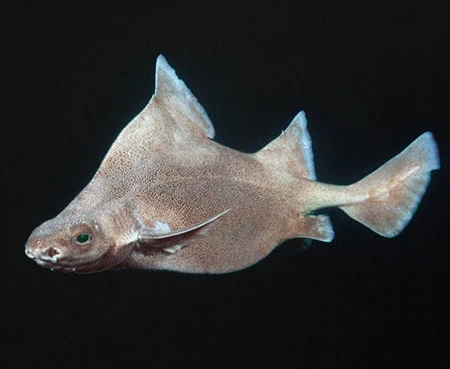 Rough Sharks