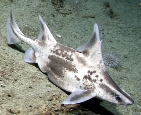 Oxynotus caribbaeus