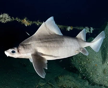 Oxynotus centrina