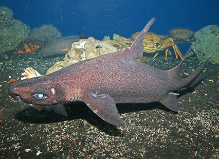 Oxynotus japonicus