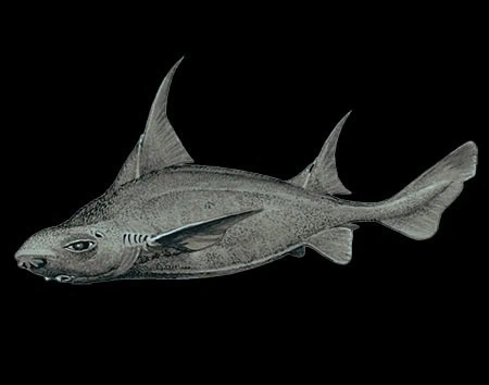 Oxynotus paradoxus