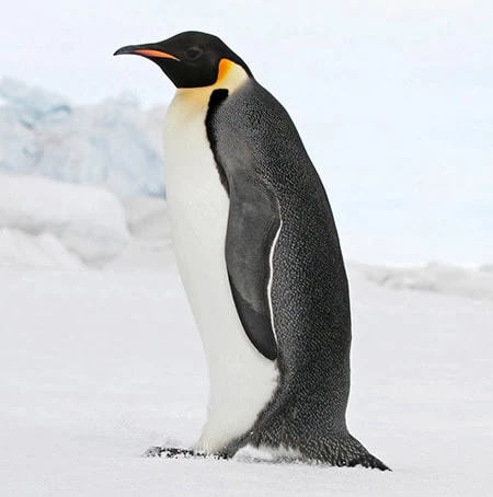 Penguins