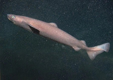 Centroscymnus coelolepis