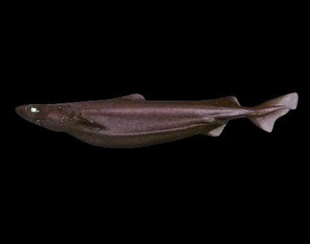 Centroscymnus owstonii