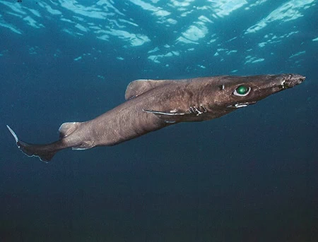 Centroselachus crepidater