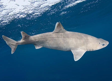 Dogfish Sharks