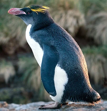 Eudyptes chrysolophus