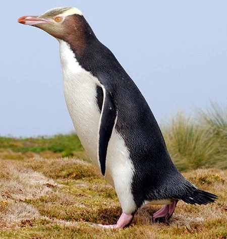 Megadyptes antipodes