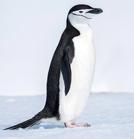 Pygoscelis antarcticus
