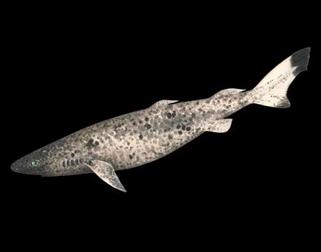 Scymnodalatias albicauda