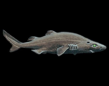 Scymnodalatias garricki