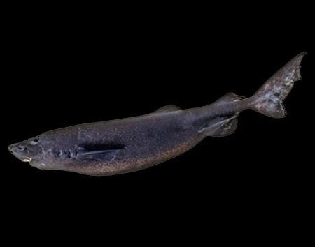 Scymnodalatias sherwoodi