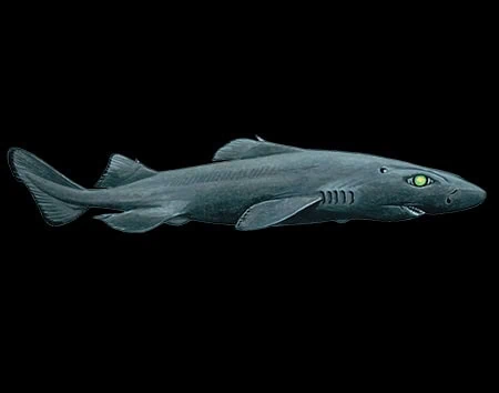 Scymnodon ichiharai