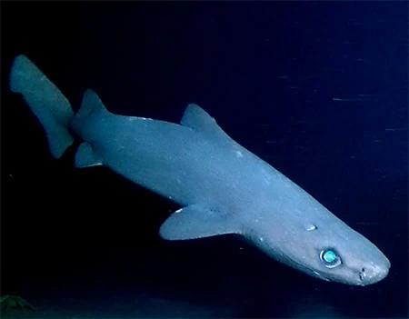 Scymnodon macracanthus