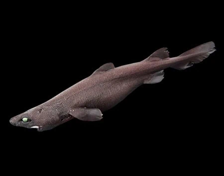 Scymnodon ringens