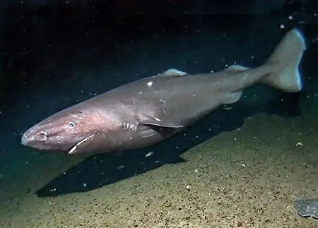 Somniosus antarcticus