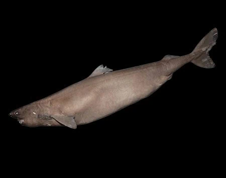 Somniosus cheni