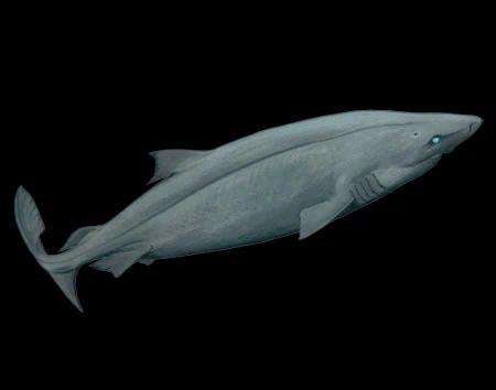 Somniosus longus