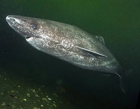 Sleeper Sharks