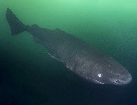 Somniosus pacificus