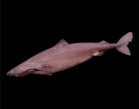 Somniosus rostratus