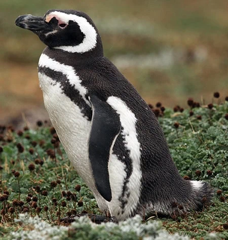 Spheniscus magellanicus