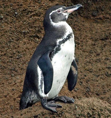 Spheniscus mendiculus