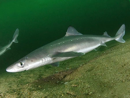 Squalus acanthias