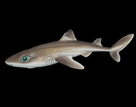 Squalus acutipinnis