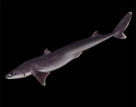 Squalus albicaudus