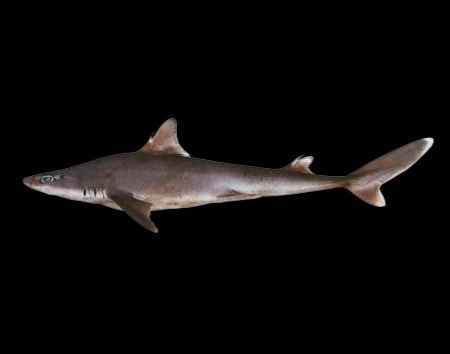 Squalus albifrons