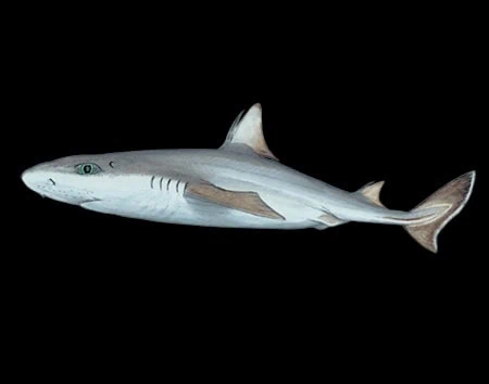 Squalus altipinnis