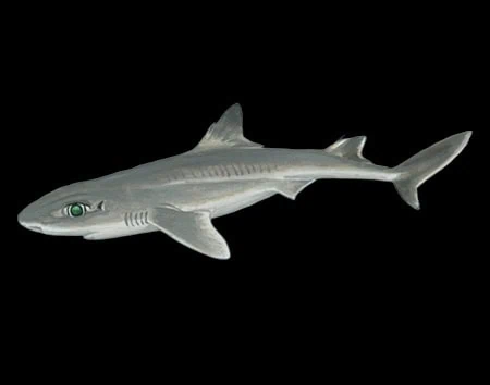 Squalus bahiensis