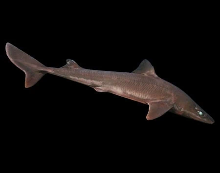 Squalus bassi